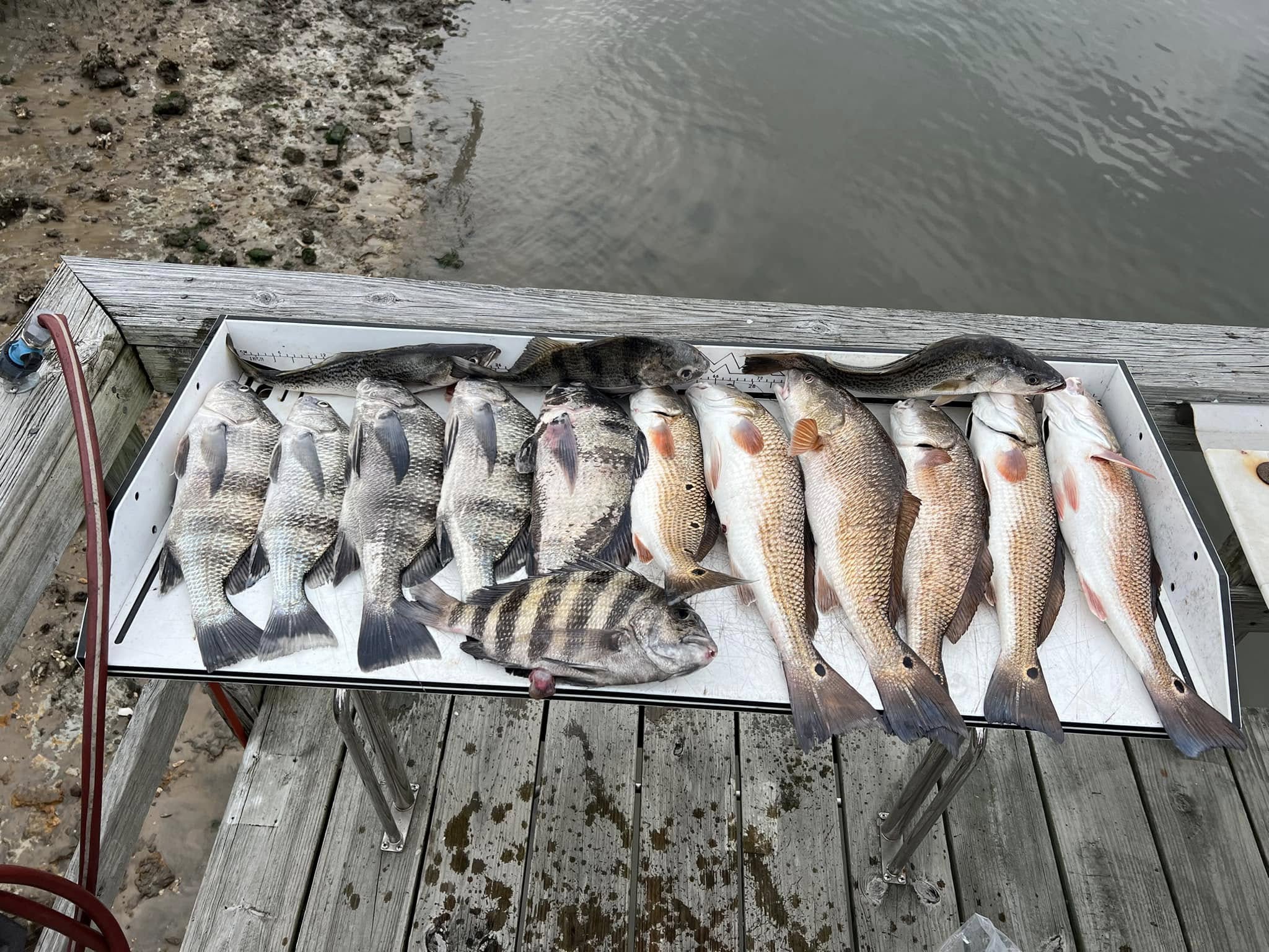 Charleston Fishing Catch